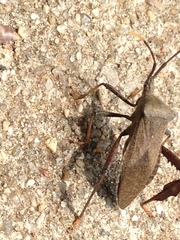 Acanthocephala terminalis