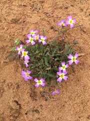 Malcolmia littorea