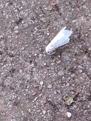 Spilosoma virginica