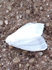 Spilosoma virginica