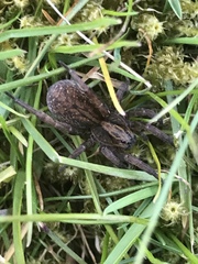 Trochosa terricola