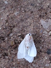 Spilosoma virginica