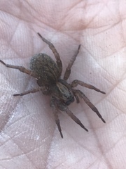 Trochosa terricola