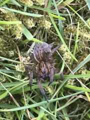 Trochosa terricola