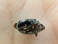 Perillus circumcinctus