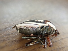 Perillus circumcinctus