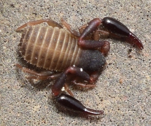 marram grass chelifer