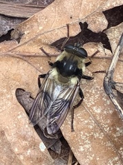 Criorhina
