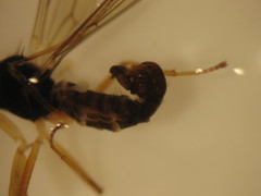 Hemerodromiinae