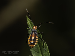 Camptischium