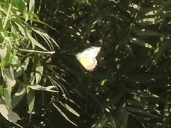 Delias eucharis