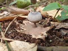 Geastrum pectinatum