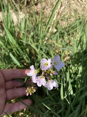 Cardamine pratensis