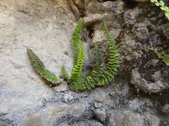 Woodsia montevidensis