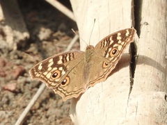 Junonia lemonias