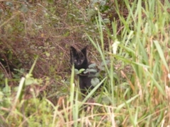 Leptailurus serval lipostictus