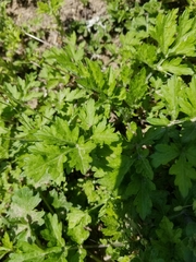Artemisia vulgaris