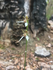 Eriochilus dilatatus
