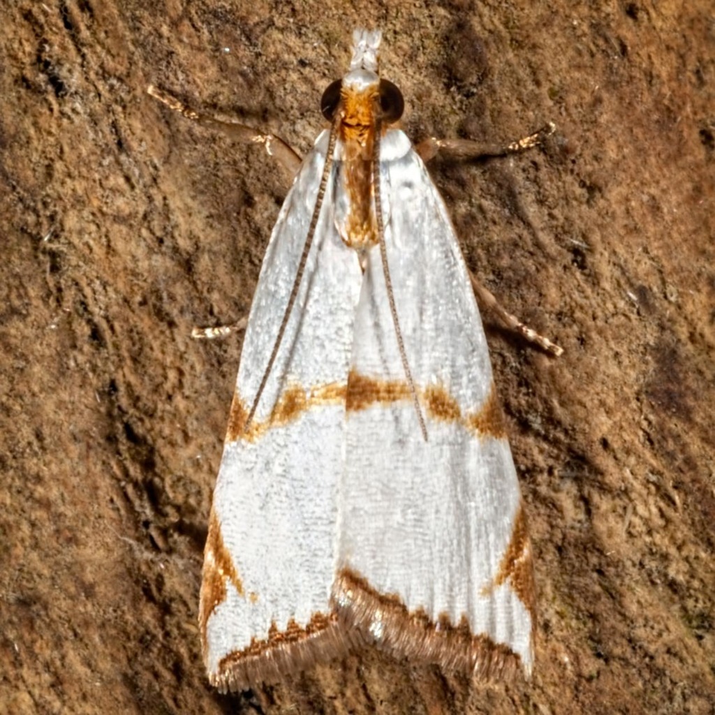 Argyriini