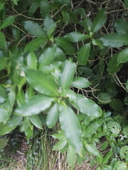 Melicytus ramiflorus