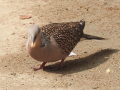 Streptopelia chinensis