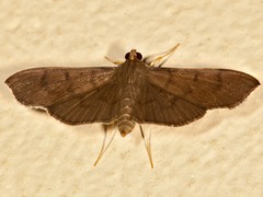 Omiodes humeralis image