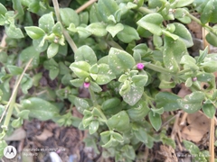 Mesembryanthemum cordifolium