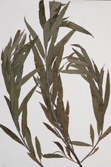 Salix pellita