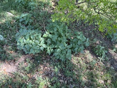 Ruellia drummondiana