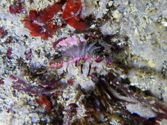Placiphorella velata