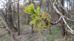 Acer negundo