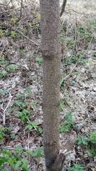 Acer negundo