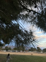 Pinus brutia eldarica