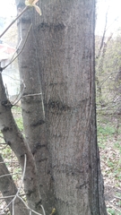 Acer platanoides