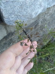 Myzus cerasi