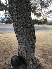 Pinus brutia eldarica