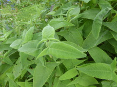 Salvia sagittata