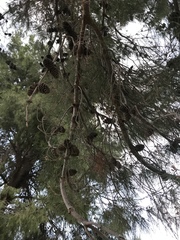Pinus brutia eldarica