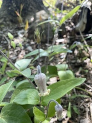Clematis ochroleuca