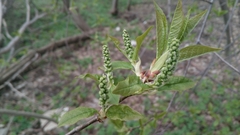 Prunus padus