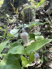 Clematis ochroleuca
