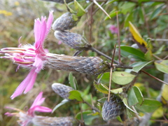 Barnadesia pycnophylla