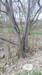 Prunus padus