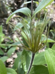 Clematis ochroleuca