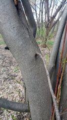 Prunus padus