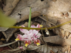 Curcuma mutabilis