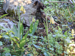 Fritillaria enginiana