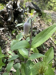 Clematis ochroleuca