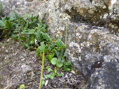 Pleopeltis pycnocarpa