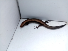 Scincella gemmingeri